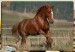 Běžící kůň